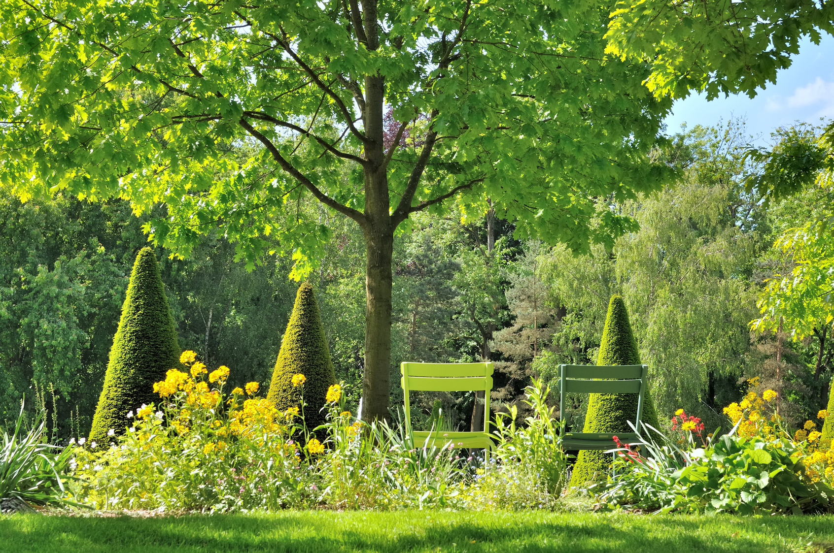 taille d'arbres et arbustes